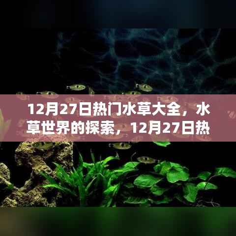 12月27日热门水草品种深度解析,水草世界的奥秘与观点碰撞