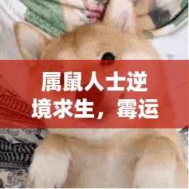 属鼠人士逆境求生,霉运应对指南