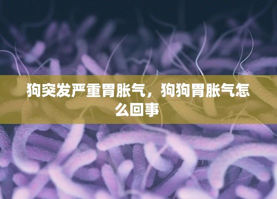 狗突发严重胃胀气,狗狗胃胀气怎么回事