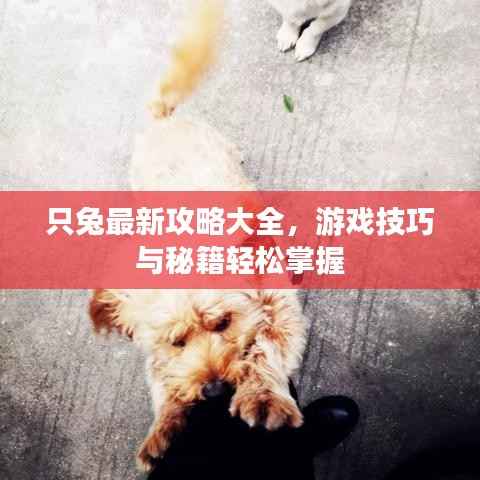 只兔最新攻略大全，游戏技巧与秘籍轻松掌握